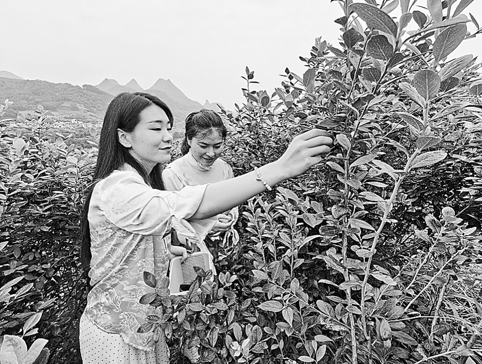 阳朔县阳朔镇.png