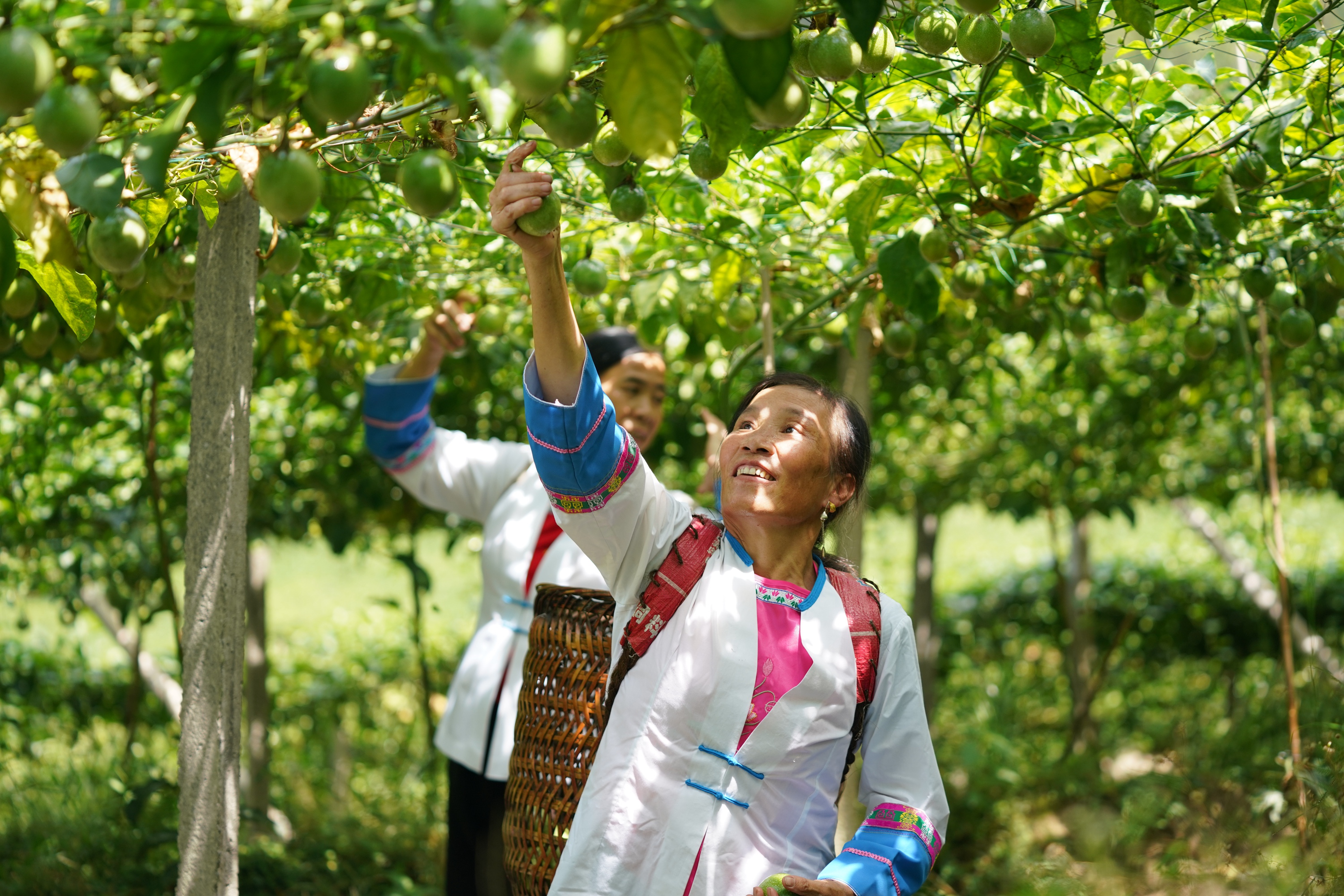 2022年9月7日，在广西龙胜各族自治县龙脊镇金江村，当地壮族群众正在采摘百香果。 (2).jpg