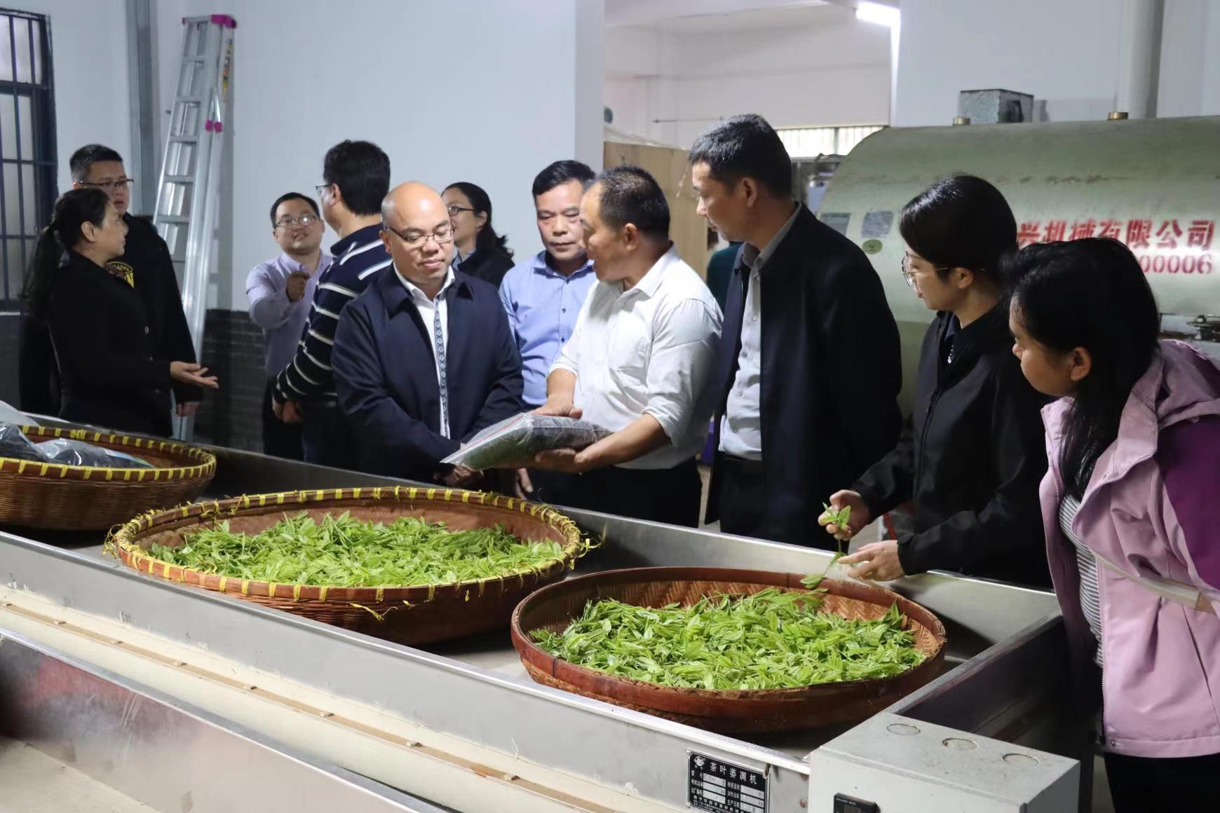 2版图-恭城政协主席徐朝凯茶叶基地调研（彩图）.jpg