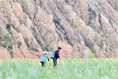 在柳州市柳江区穿山镇思荣村，农民在蔗田里忙碌。新华社发 （黎寒池 摄.jpg