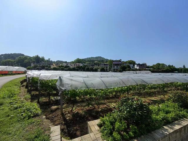 图为广西桂林全州县毛竹山村葡萄园.jpg