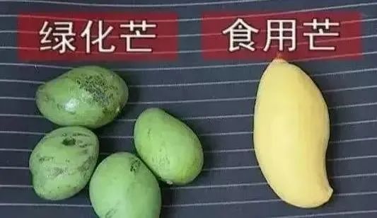 绿化芒果.jpeg